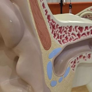 Large anatomical model of a human ear showing internal ear structures in cross-section.