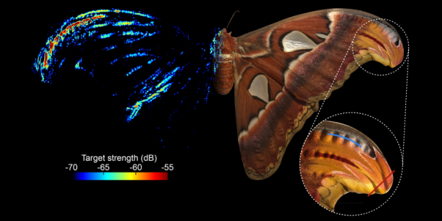 Atlas moth with acoustic imaging of wing echo-reflective structures; image courtesy of Professor Marc Holderied.