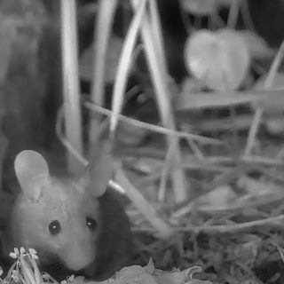 Image of a house mouse taken by Sarah Armstrong